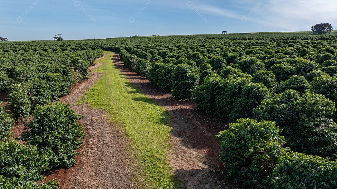 Plantações de café em solo vermelho com fileiras organizadas Imagem JPG