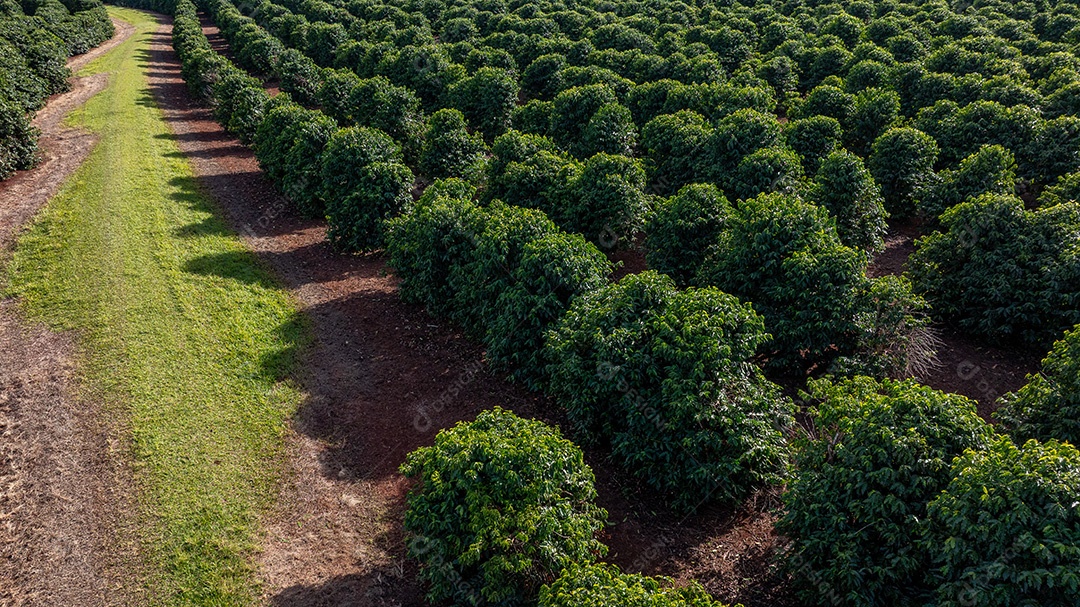 Plantações de café em solo vermelho com fileiras organizadas Imagem JPG