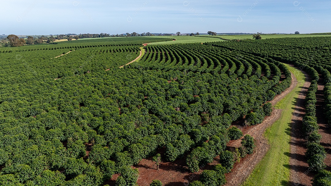 Plantações de café em solo vermelho com fileiras organizadas Imagem JPG