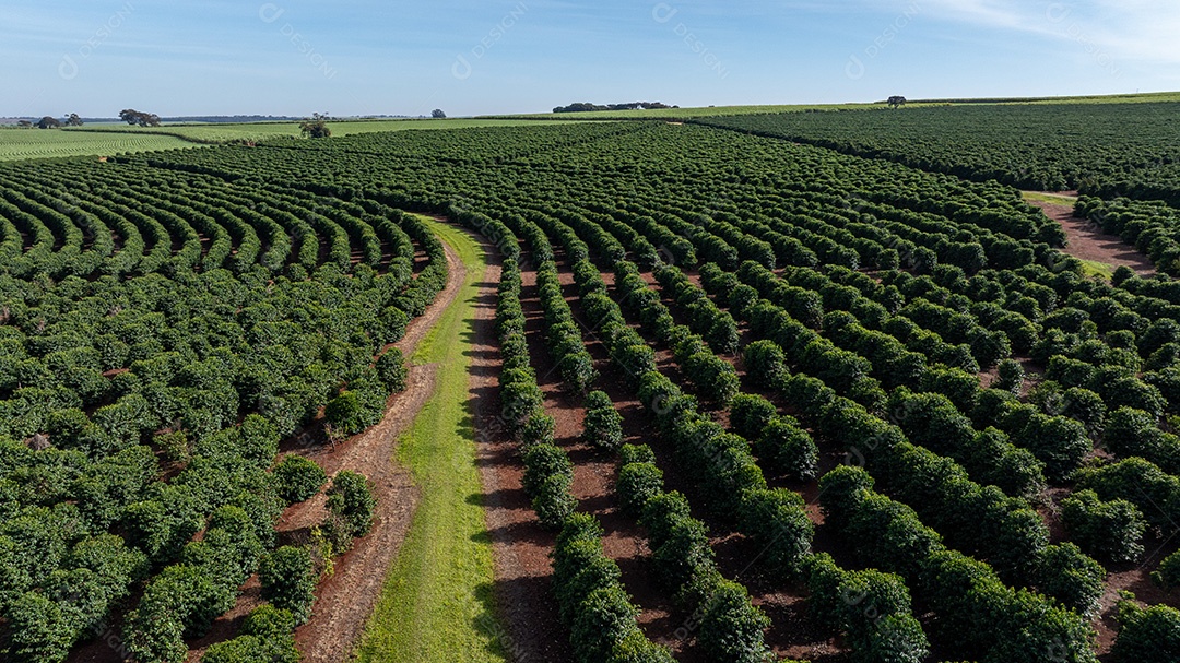 Plantações de café em solo vermelho com fileiras organizadas Imagem JPG