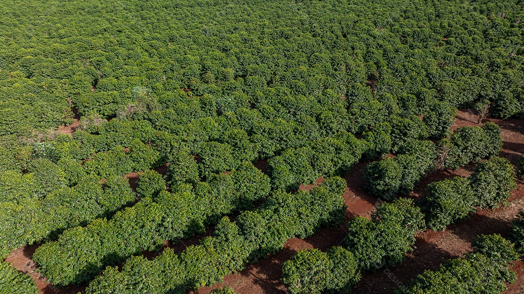 Plantação de café vista de cima mostrando fileiras organizadas Imagem JPG