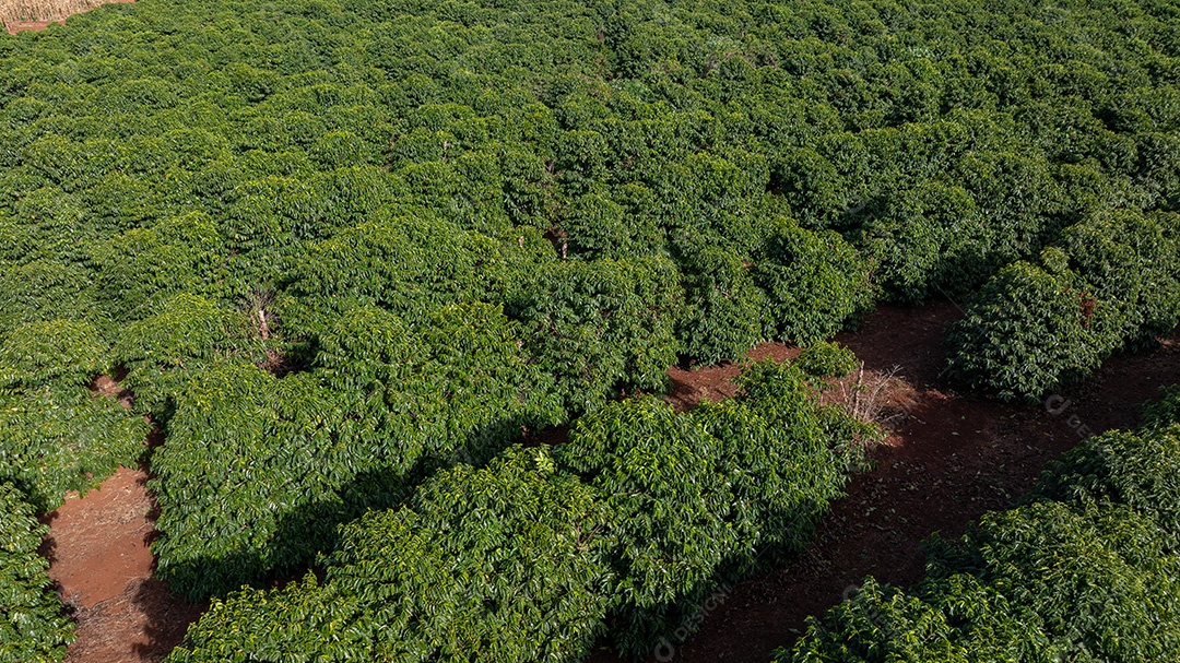 Plantação de café vista de cima mostrando fileiras organizadas Imagem JPG