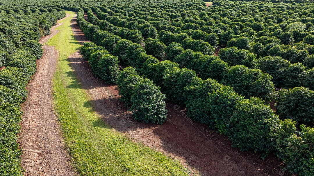 Plantação de café vista de cima mostrando fileiras organizadas Imagem JPG
