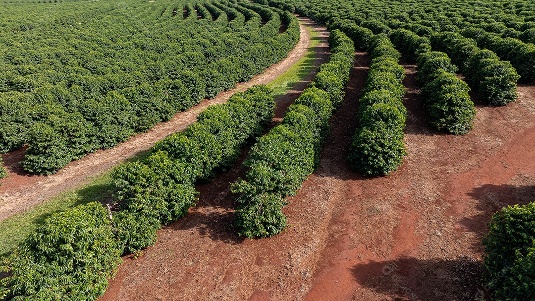 Plantação de café vista de cima mostrando fileiras organizadas Imagem JPG