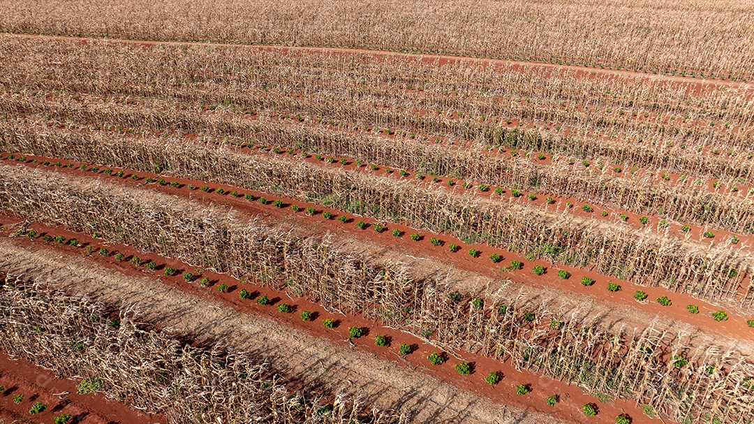 Campo de milho seco após colheita em área rural Imagem JPG