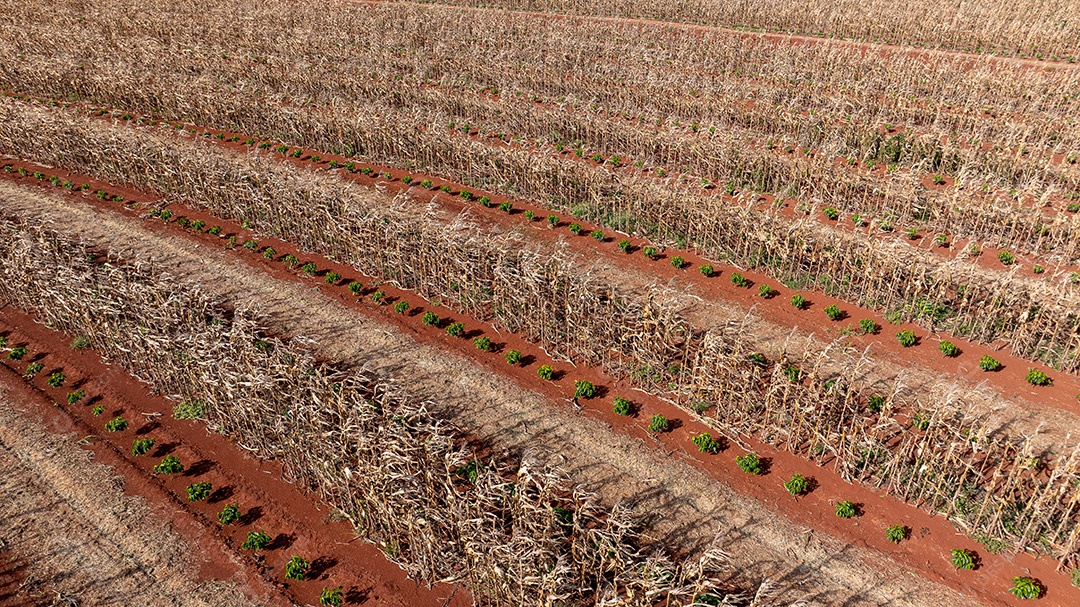 Campo de milho seco após colheita em área rural Imagem JPG