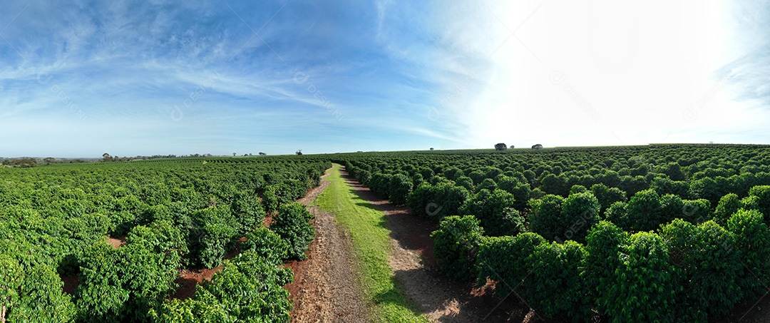 Plantação de café vista de cima mostrando fileiras organizadas Imagem JPG
