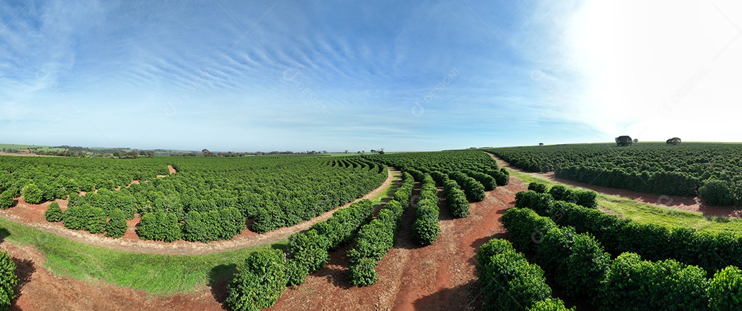 Plantação de café vista de cima mostrando fileiras organizadas Imagem JPG