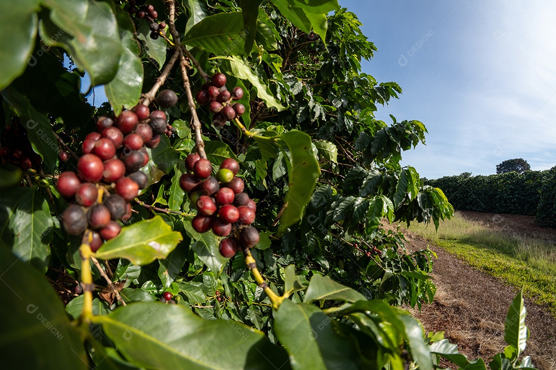Plantações de café em solo vermelho com fileiras organizadas Imagem JPG