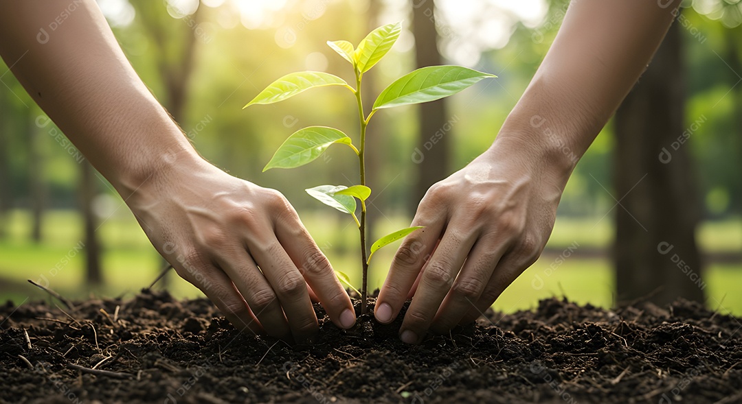 Mãos de pessoa plantando planta