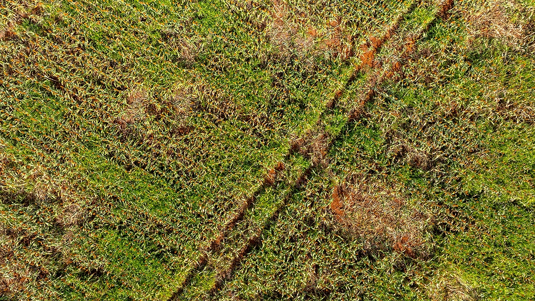 Fotografia aérea mostrando linhas de plantação verde em área rural Imagem JPG