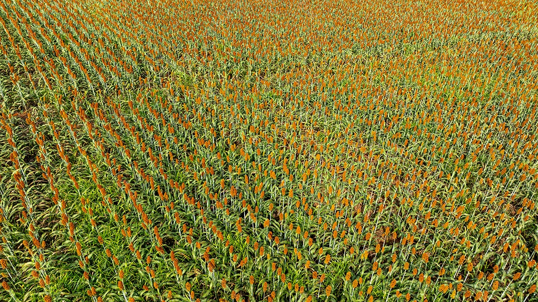 Campo agrícola em tons de amarelo com plantação em fase de colheita Imagem JPG