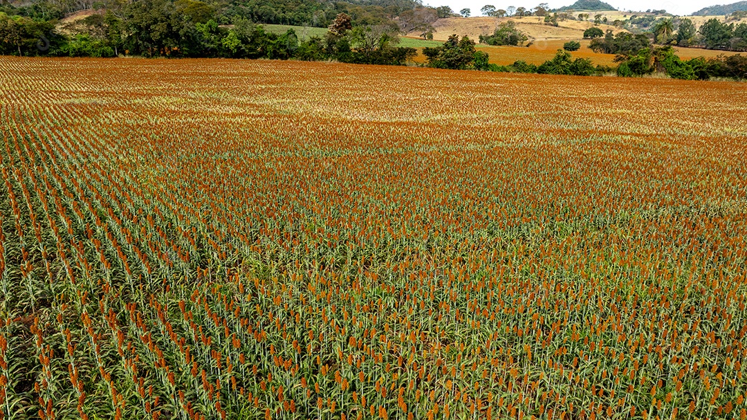 Lavoura seca com tonalidades alaranjadas e vegetação rasteira Imagem JPG