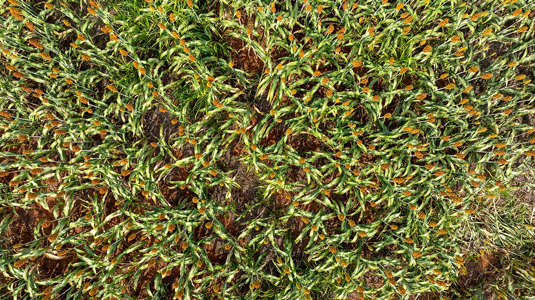 Detalhe de plantação densa capturada por drone em área rural Imagem JPG