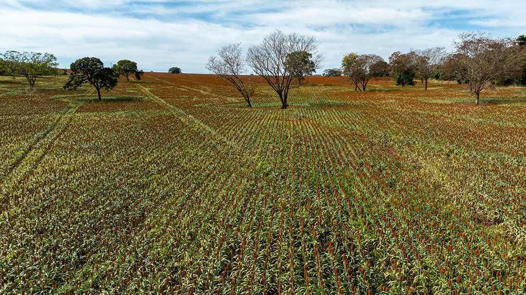 Campo amplo com árvores isoladas e horizonte distante Imagem JPG