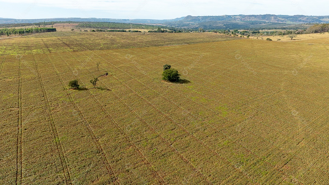 Área de cultivo seca e plana sob céu limpo Imagem JPG