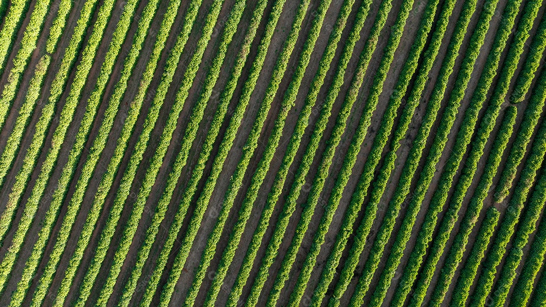 Vista aérea destacando linhas verdes de plantio agrícola Imagem JPG