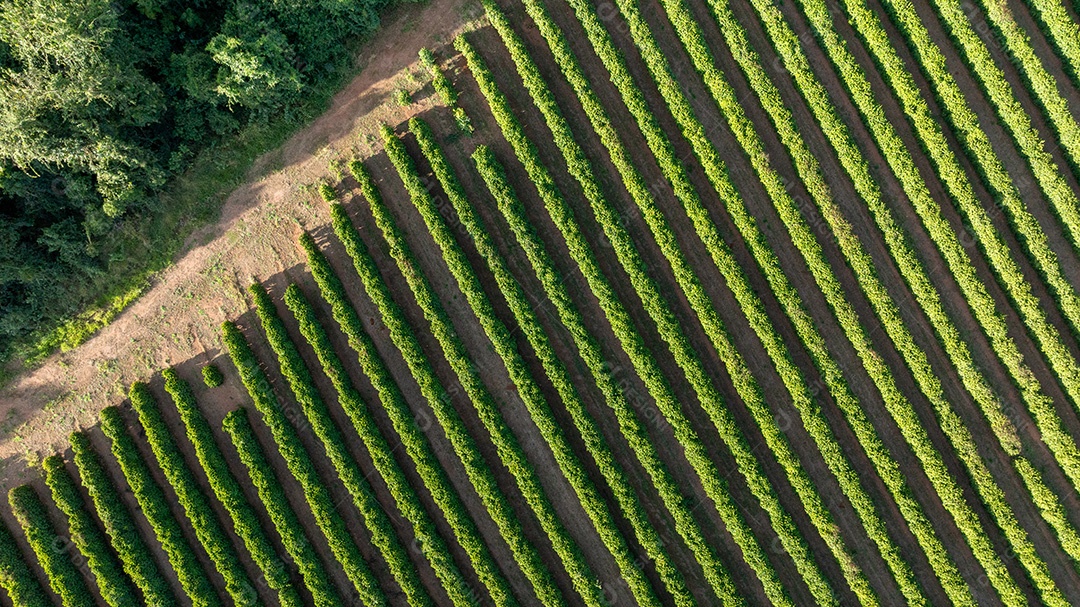 Vista aérea destacando linhas verdes de plantio agrícola Imagem JPG