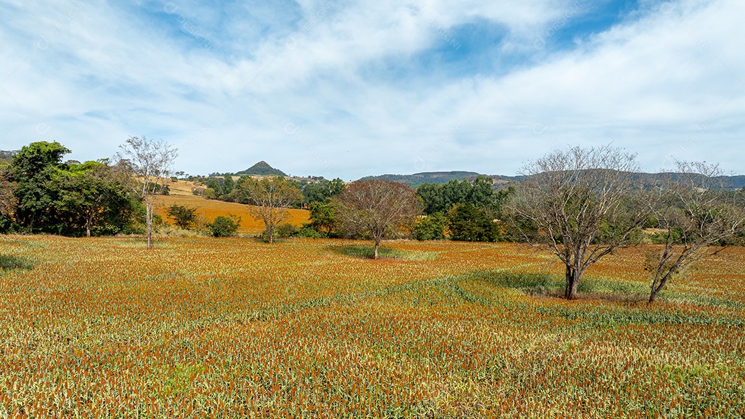 Campo rural com vegetação amarelada e céu azul Imagem JPG