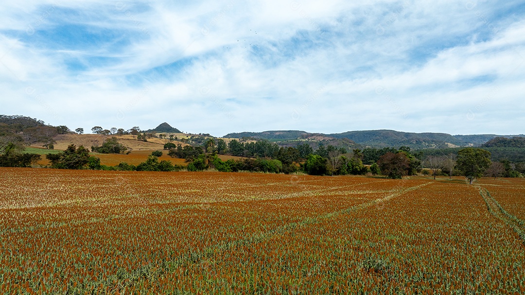 Campo amarelado com árvores dispersas e vegetação rasteira Imagem JPG