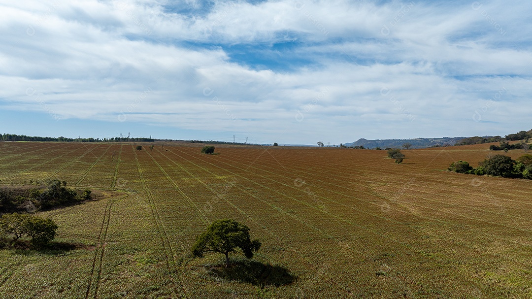 Área de fazenda com vegetação rasteira e solo marrom Imagem JPG