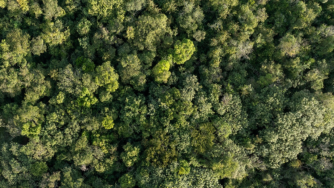 Vista aérea ampla de área rural com plantio e vegetação densa Imagem JPG