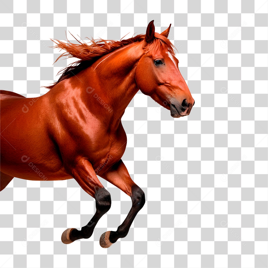 Cavalo Castanho PNG Transparente