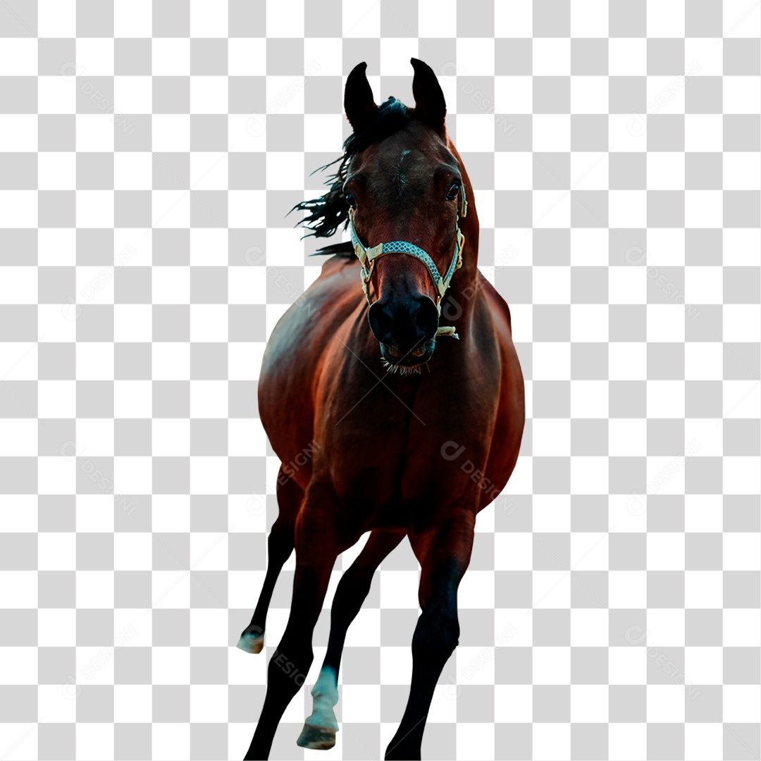 Cavalo de Raça PNG Transparente