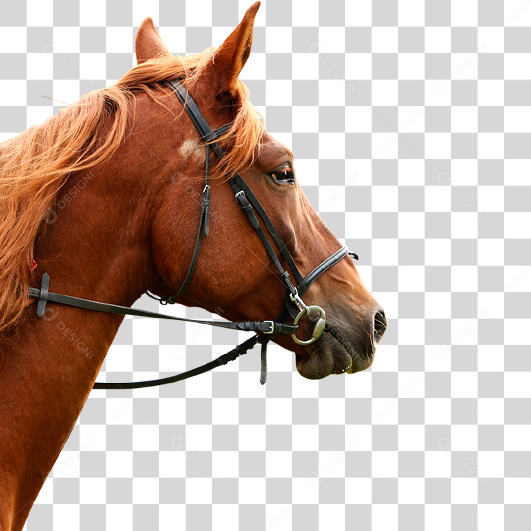 Cavalo de Raça PNG Transparente