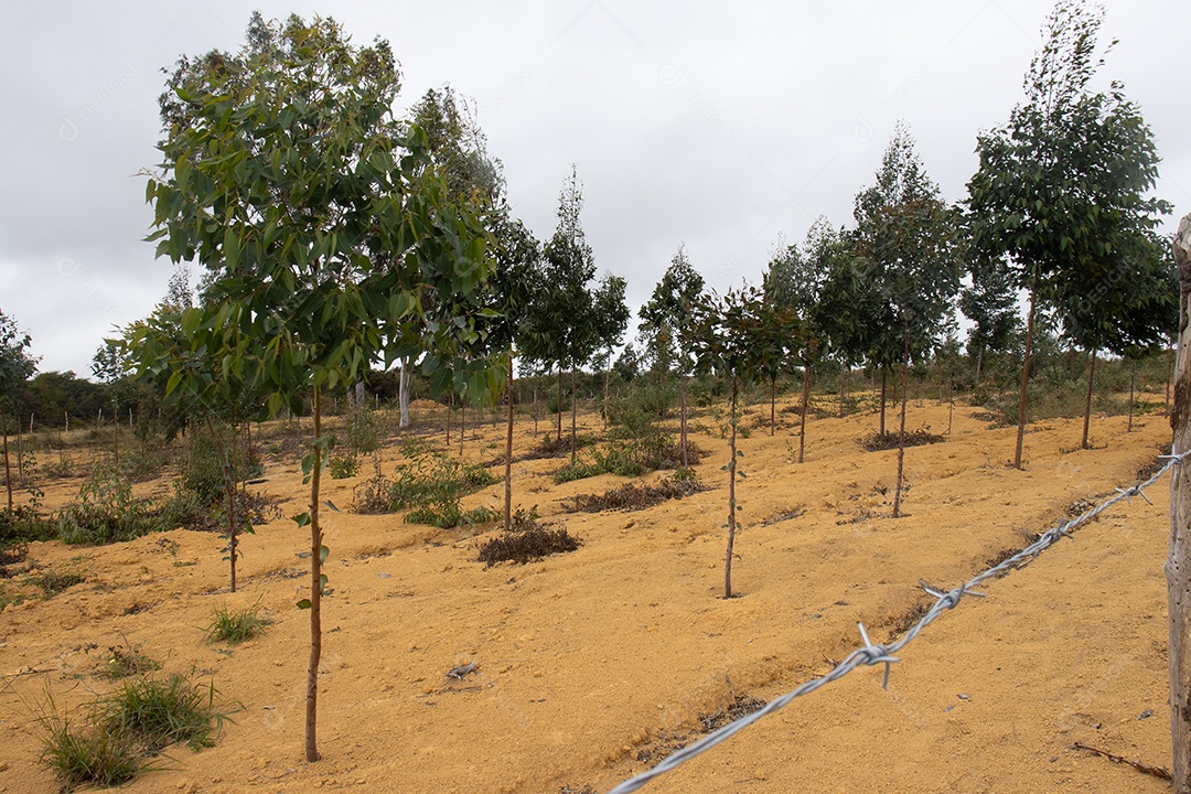 Eucaliptos em uma linda plantação