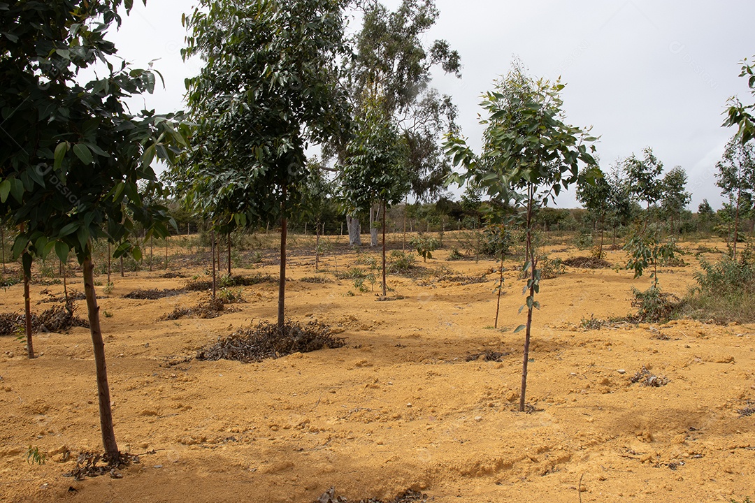 Eucaliptos em uma linda plantação