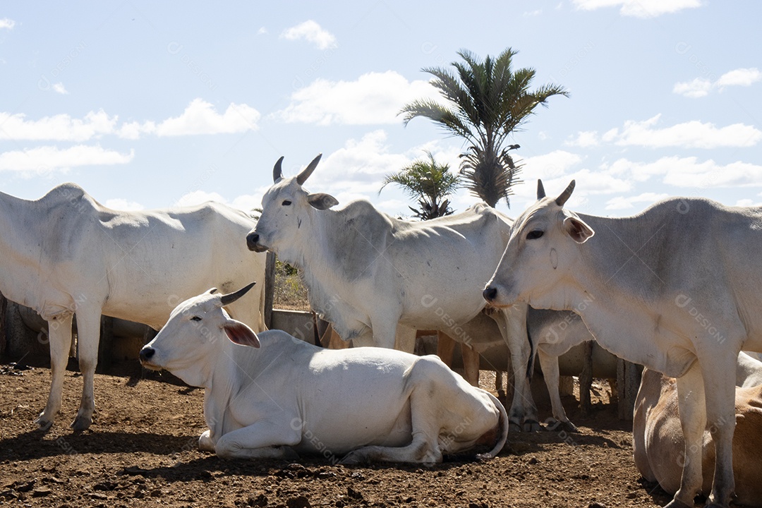A imagem mostra um bovino sobre uma fazenda