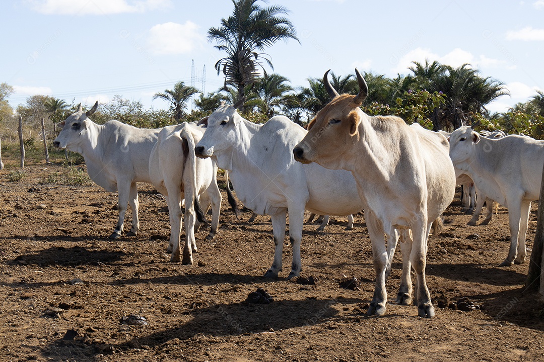 A imagem mostra um bovino sobre uma fazenda