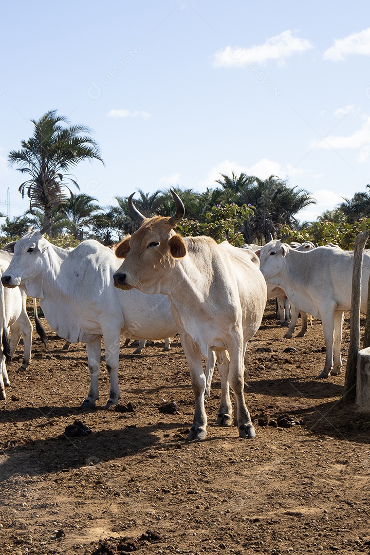 A imagem mostra um bovino sobre uma fazenda