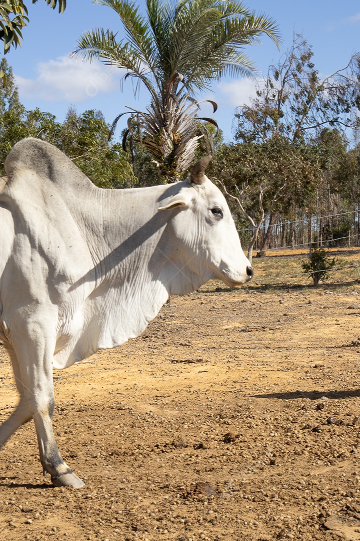 A imagem mostra um bovino sobre uma fazenda