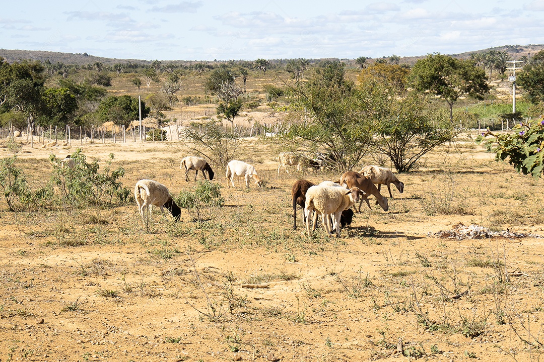 A imagem mostra ovelhas da raça Dorper em um pasto