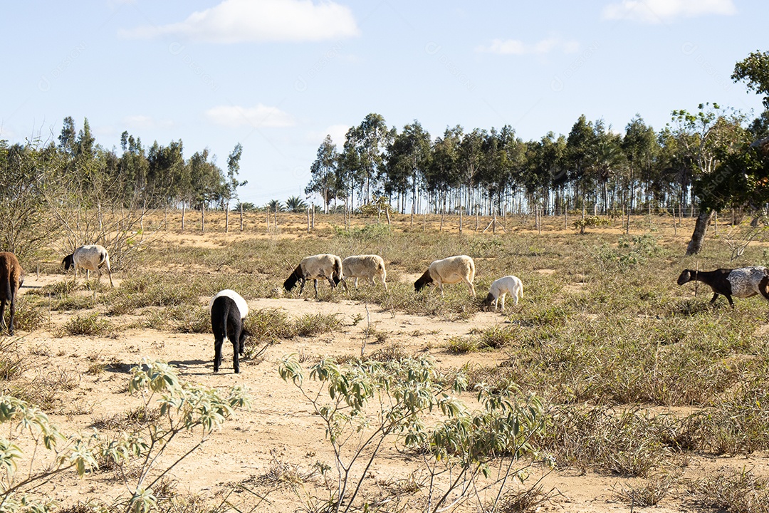 A imagem mostra ovelhas da raça Dorper em um pasto