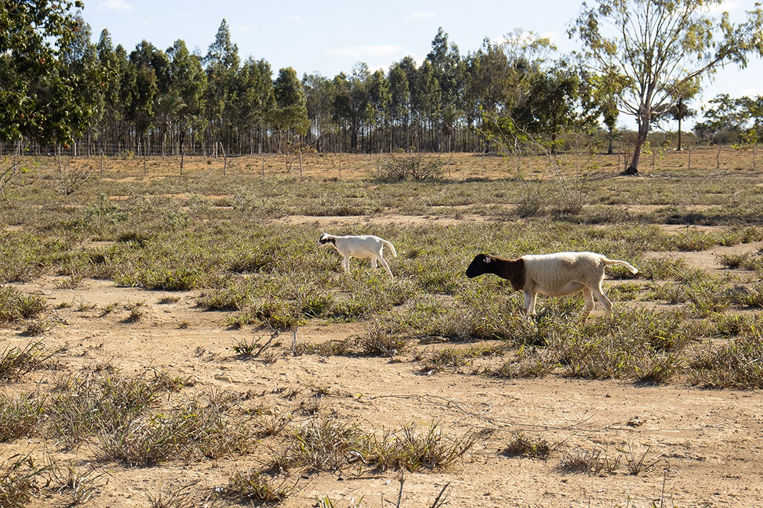 A imagem mostra ovelhas da raça Dorper em um pasto