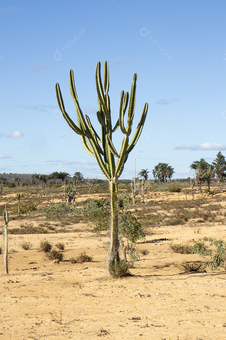 A imagem mostra um mandacaru em uma fazenda