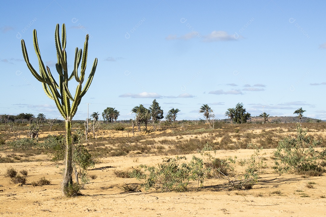 A imagem mostra um mandacaru em uma fazenda