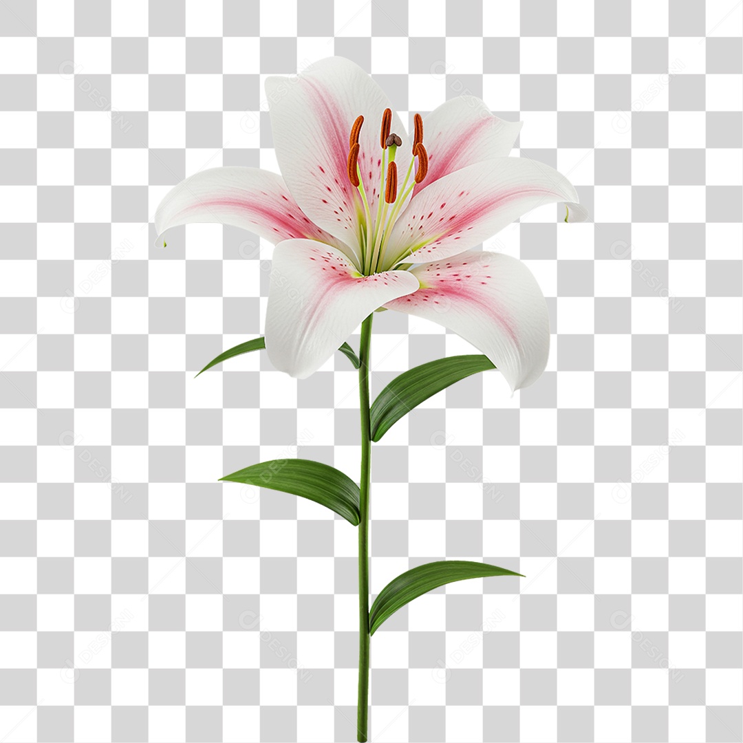 Lírio Branco Flor com Caule PNG Transparente