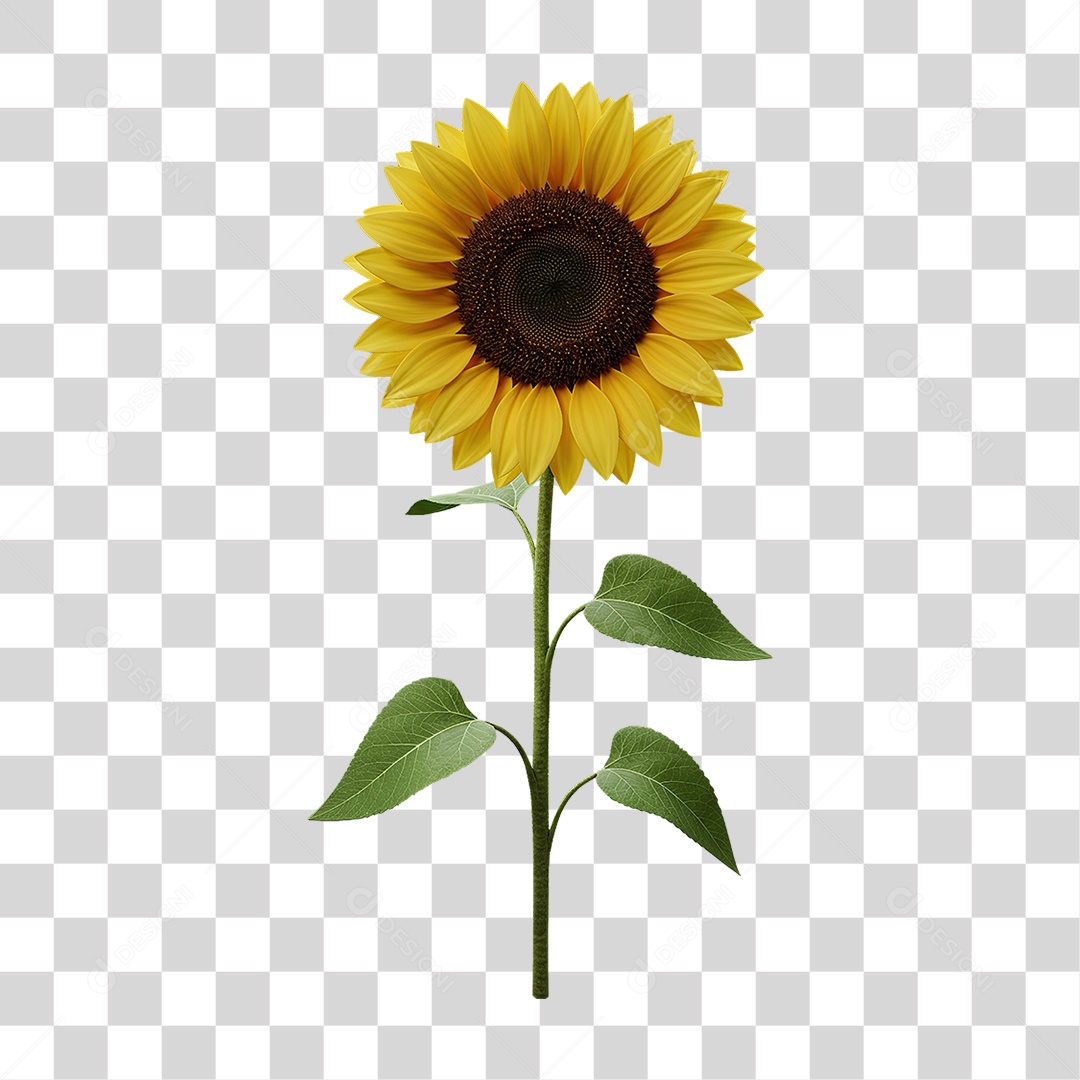 Flor Girassol com Caule PNG Transparente