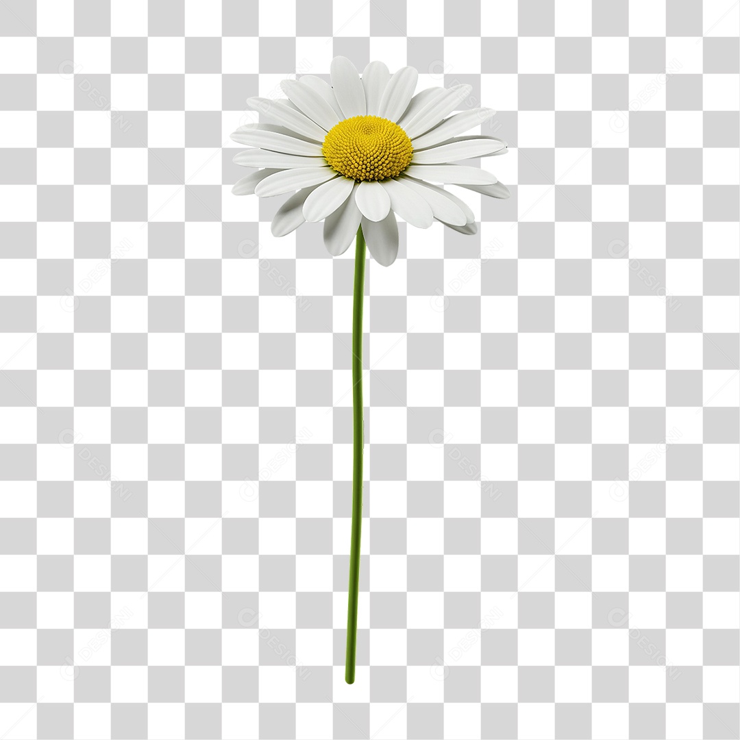 Flor Margarida com Caule PNG Transparente