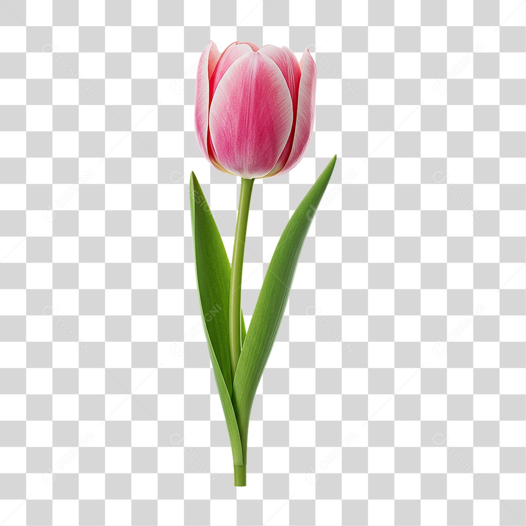 Flor Tulipa com Caule PNG Transparente