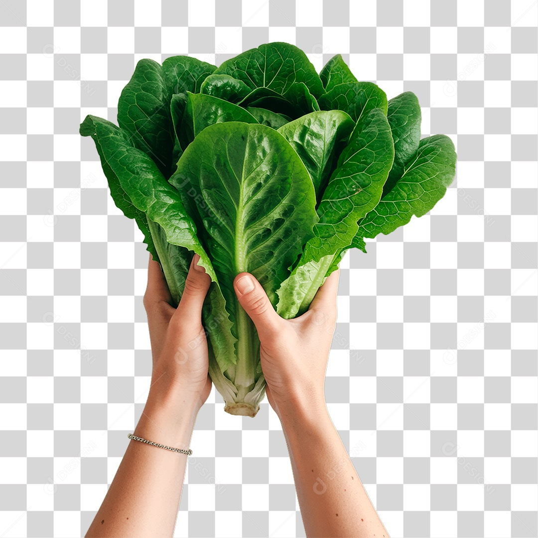 Mãos Segurando Alface PNG Transparente