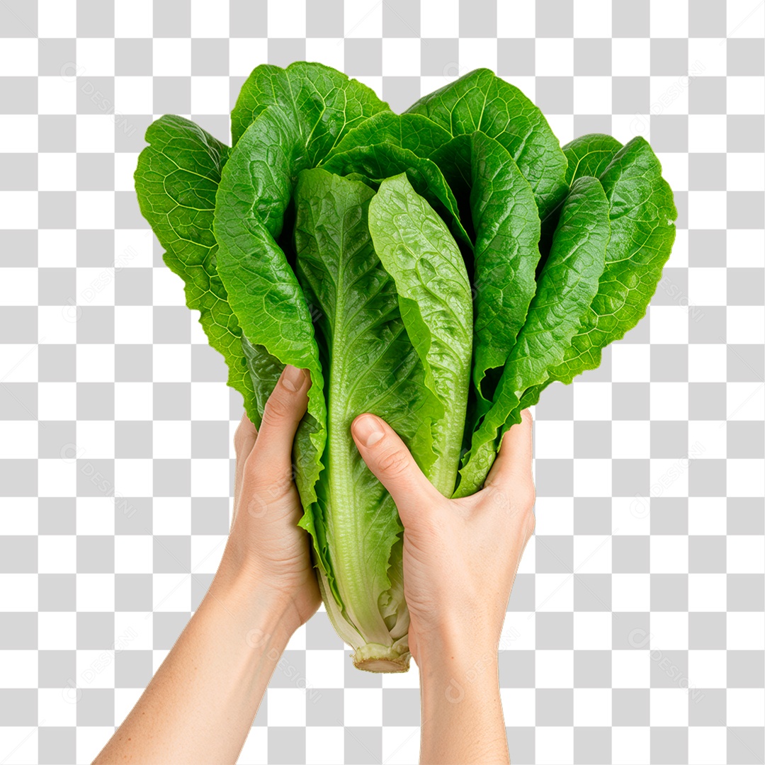 Mãos Segurando Folhas de Alface PNG Transparente