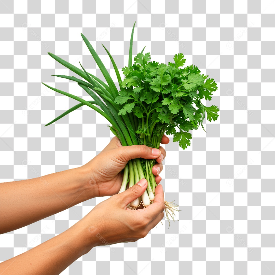Mãos Segurando Coentro Cebolinha PNG Transparente
