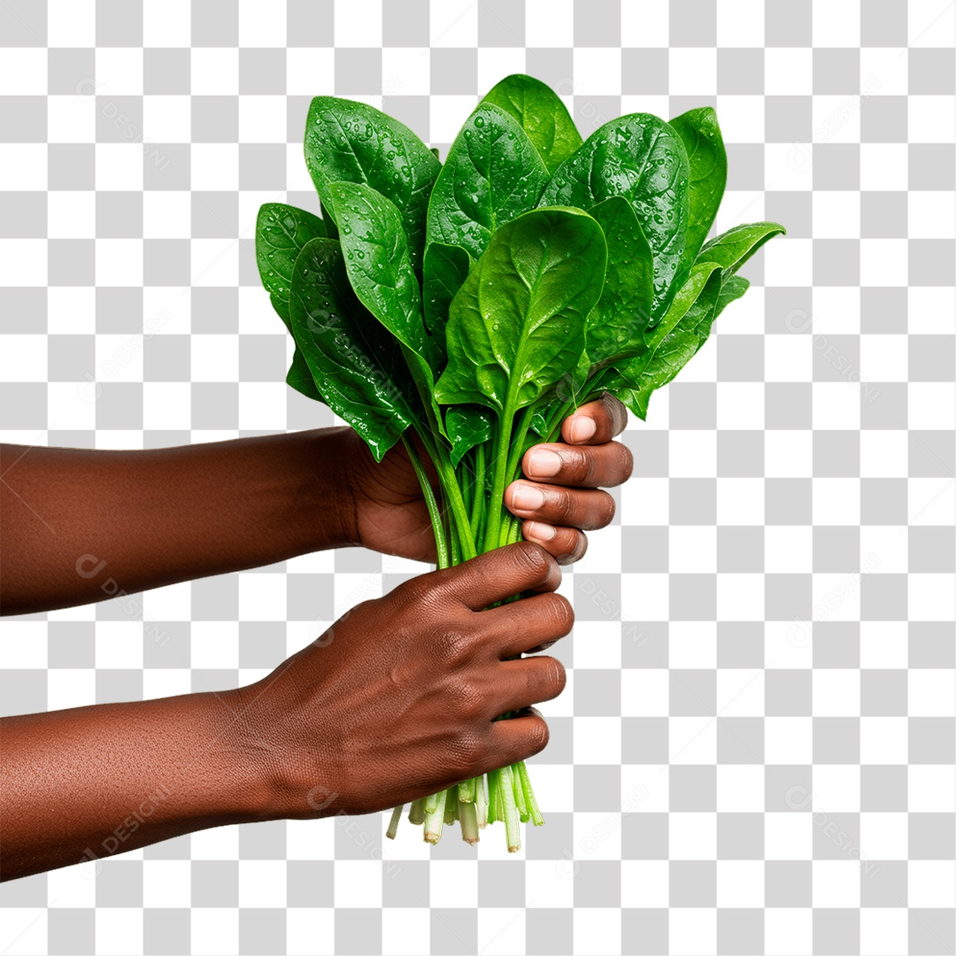 Mãos Segurando Folhas de Couve PNG Transparente