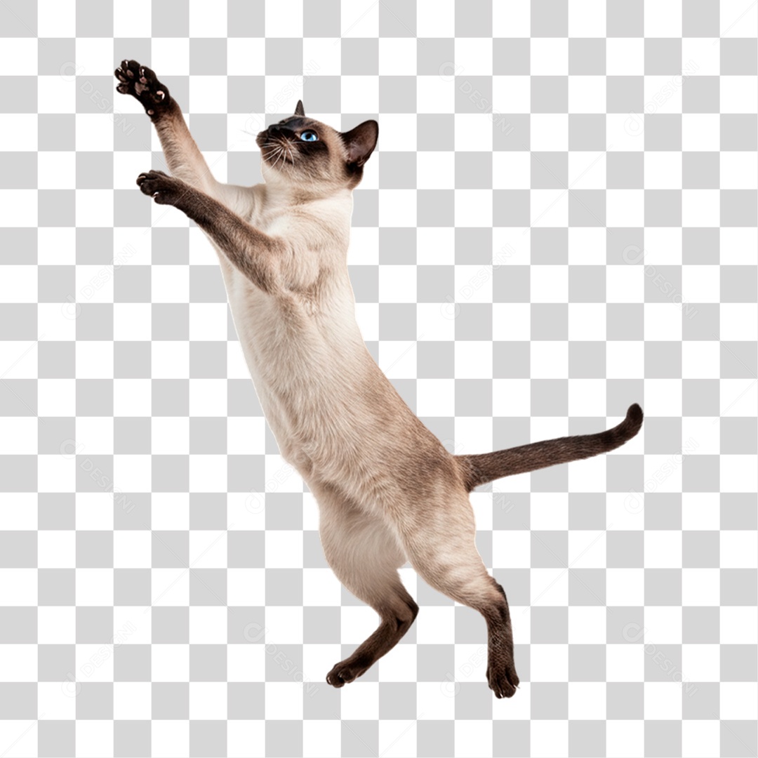 Gato Brincando PNG Transparente