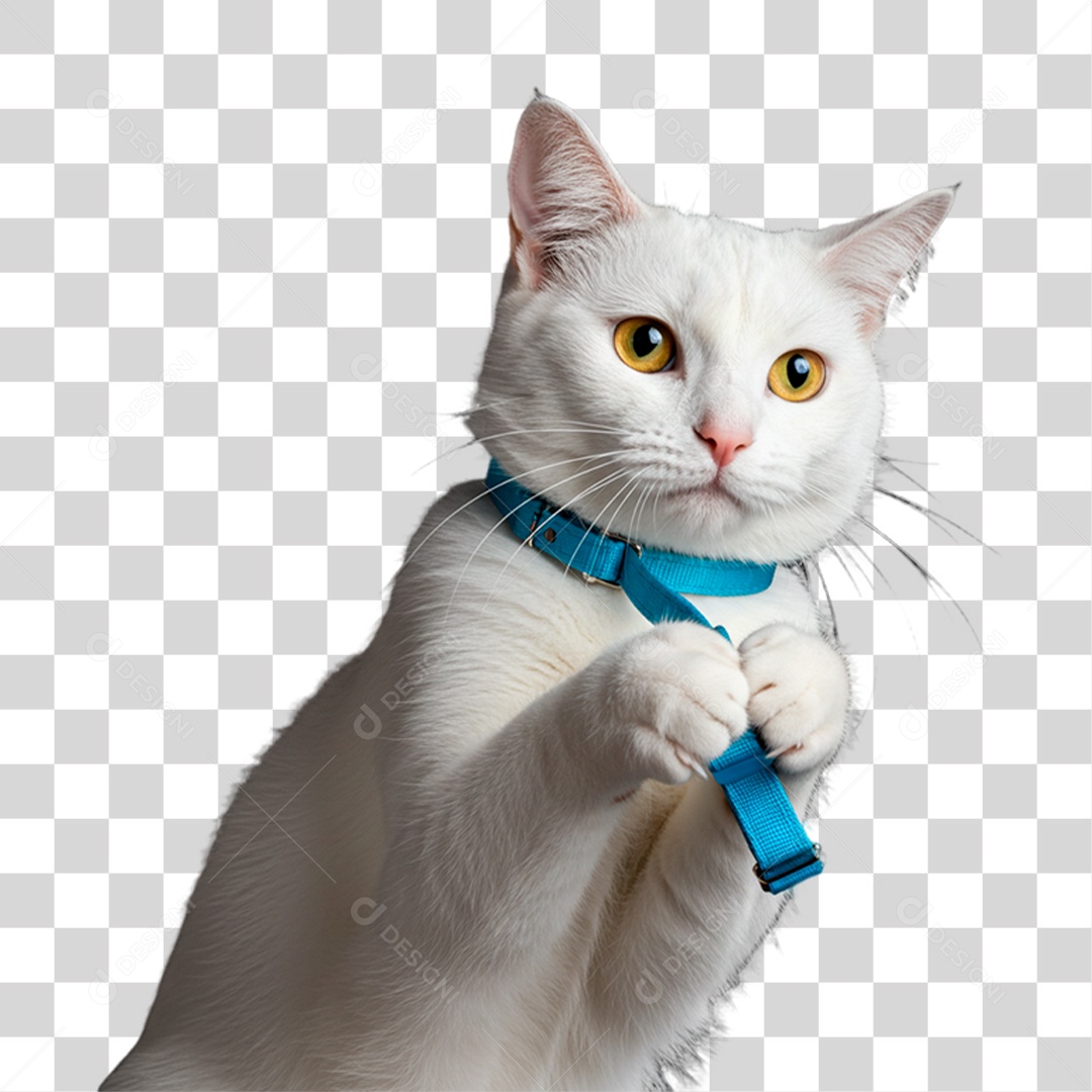 Gato Branco Brincando PNG Transparente